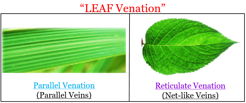 Venation Modification Of Leaves Notes Study Biology Class 11 NEET