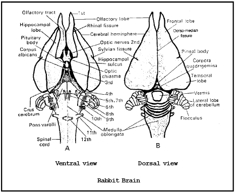 NERVOUS-SYSTEM - Notes, Zology, Class 11 Class 11 Notes | EduRev