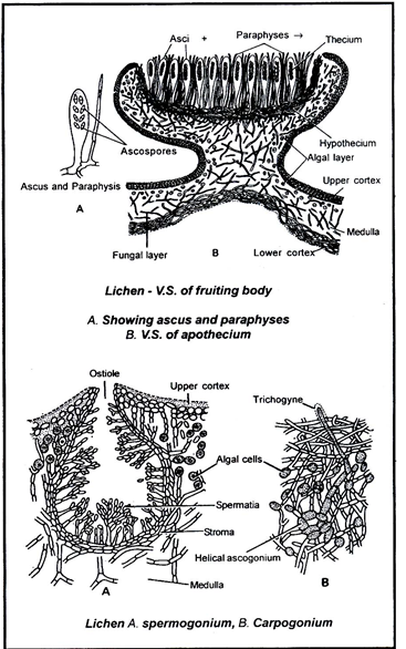 Lichen & Mycorrhiza - Plant Kingdom, Class 11, Biology Class 11 Notes ...