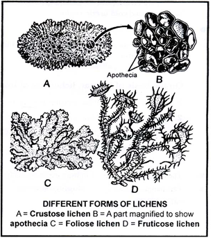 Впр 5 класс биология лишайники растения животные. Леканора лишайник. Строение апотеция лишайника. Леканора рисунок. Лишайник рисунок карандашом.