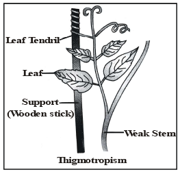 Coordination in Plants - Control and Coordination, Class 10, Science ...