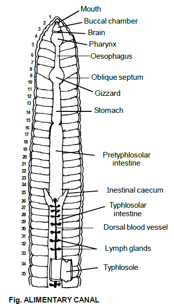 Earthworm, Chapter Notes, Class 11, Biology Class 11 Notes | EduRev