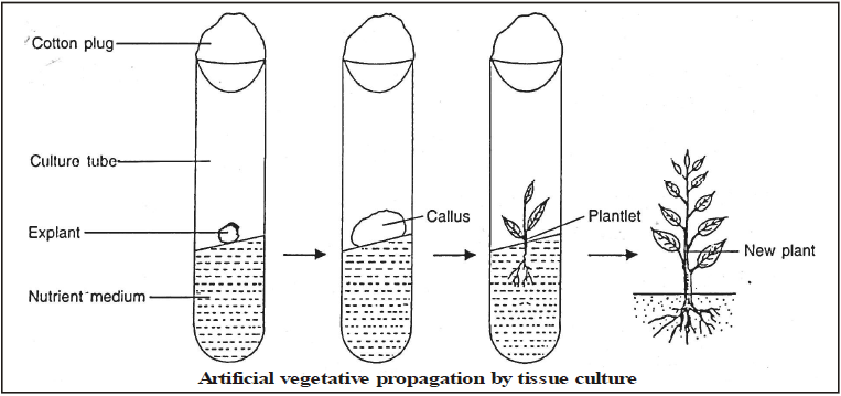 Vegetative Reproduction And Reproduction In Flowering Plants - How Do ...