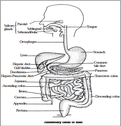 Human Digestive System - Life Processes, Class 10, Science Class 10 ...