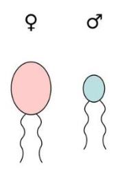 plant life cbse ncert science 60 notes videos 50 tests 50 question answers edurev search edurev