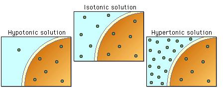hypertonic hypotonic isotonic simple diagrams