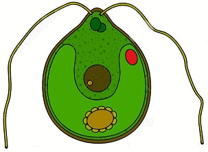 Рисунок клетки водорослей. Одноклеточная водоросль хламидомонада. Модель одноклеточной водоросли хламидомонады. Хламидомонада и хлорелла. Chlamydomonas reinhardtii водоросли.