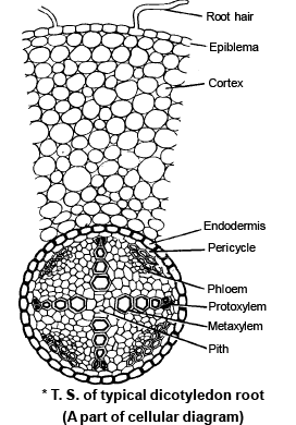 Monocot and Dicot Root anatomy- Anatomy of Flowering Plants, Biology ...