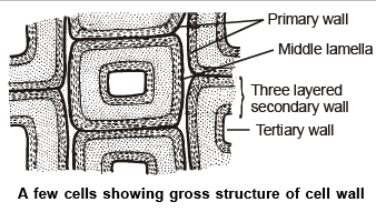 Cell Wall, Cell Membrane & Plasma Membrane - Notes | Study Biology Class 11 - NEET