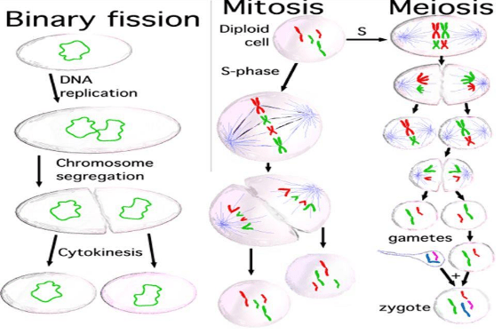 Mitosis: Stages NEET Notes | EduRev