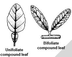 Modification of Root, Stem and Leaf - Morphology of Plants, Class 11 ...