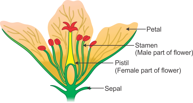 Introduction Of Sexual Reproduction In Flowering Plants Neet Notes Edurev 3988