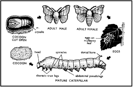 Sericulture, Apiculture NEET Notes | EduRev