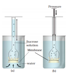 Osmosis NEET Notes | EduRev