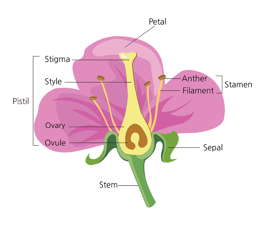 Sexual Reproduction In Flowering Plants Neet Notes Edurev 0013