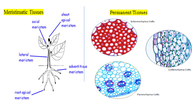 tissues-neet-notes-edurev