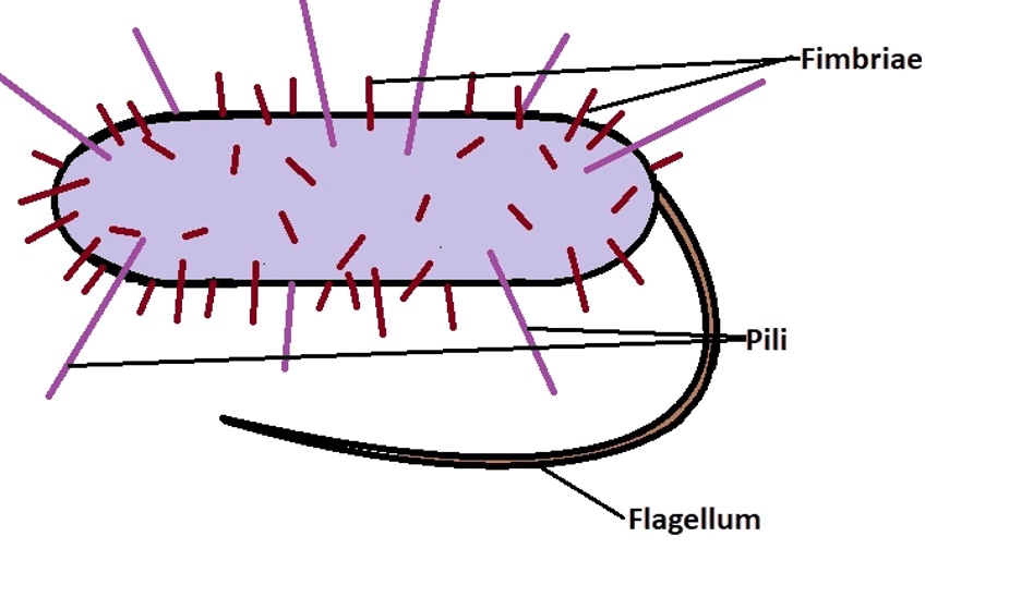 Prokaryotic Cells Cell Envelope & Components of Bacterial Cell Notes