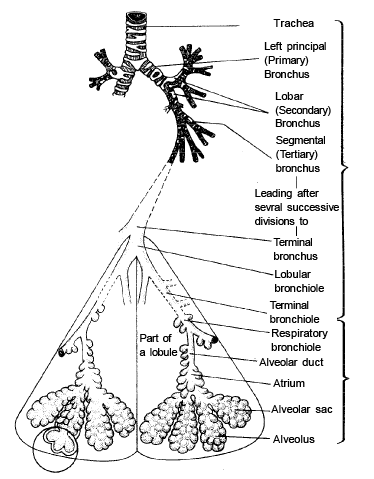 Human Respiratory System - Breathing and Exchange of gases, Biology ...