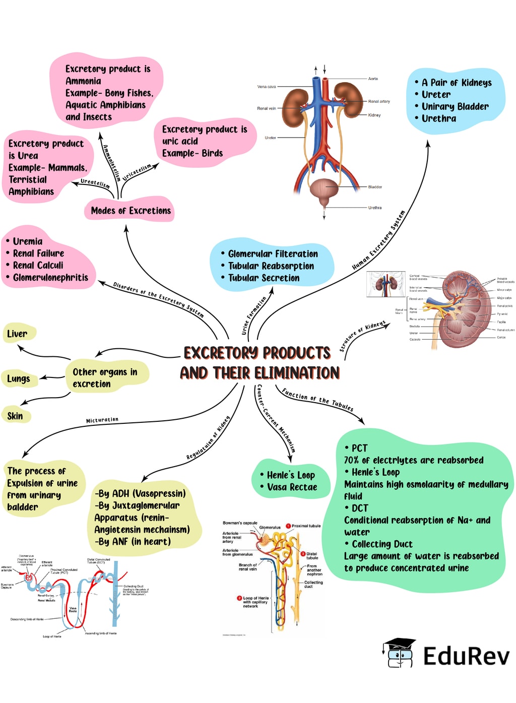 mind-map-excretory-products-their-elimination-notes-edurev