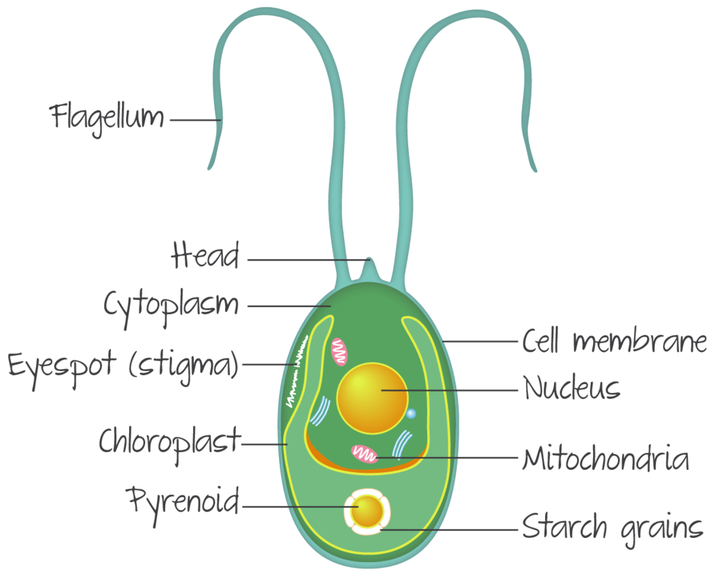 Algae: Characteristics and Examples NEET Notes | EduRev