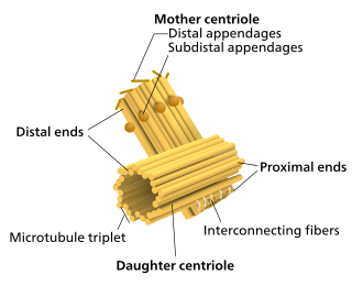 Centriole & Centrosome Notes | EduRev