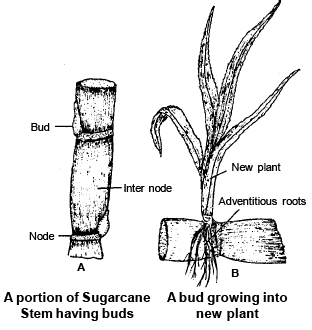 Reproduction in Plant (Part - 7) - Notes, Botany, Class 12 Class 12 ...