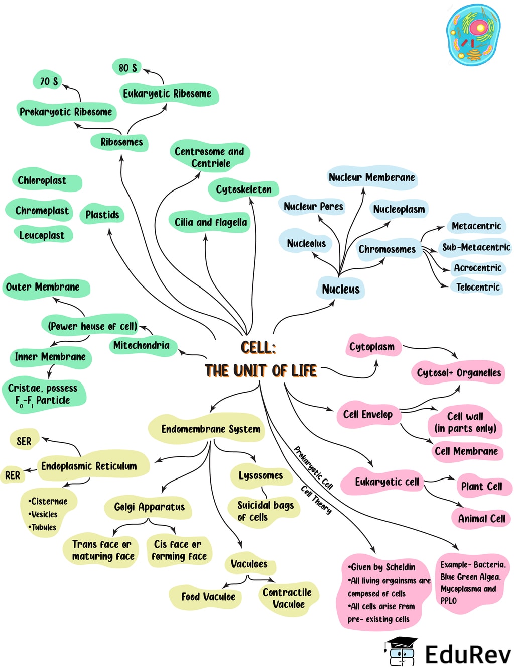 Igcse Biology Mind Maps 