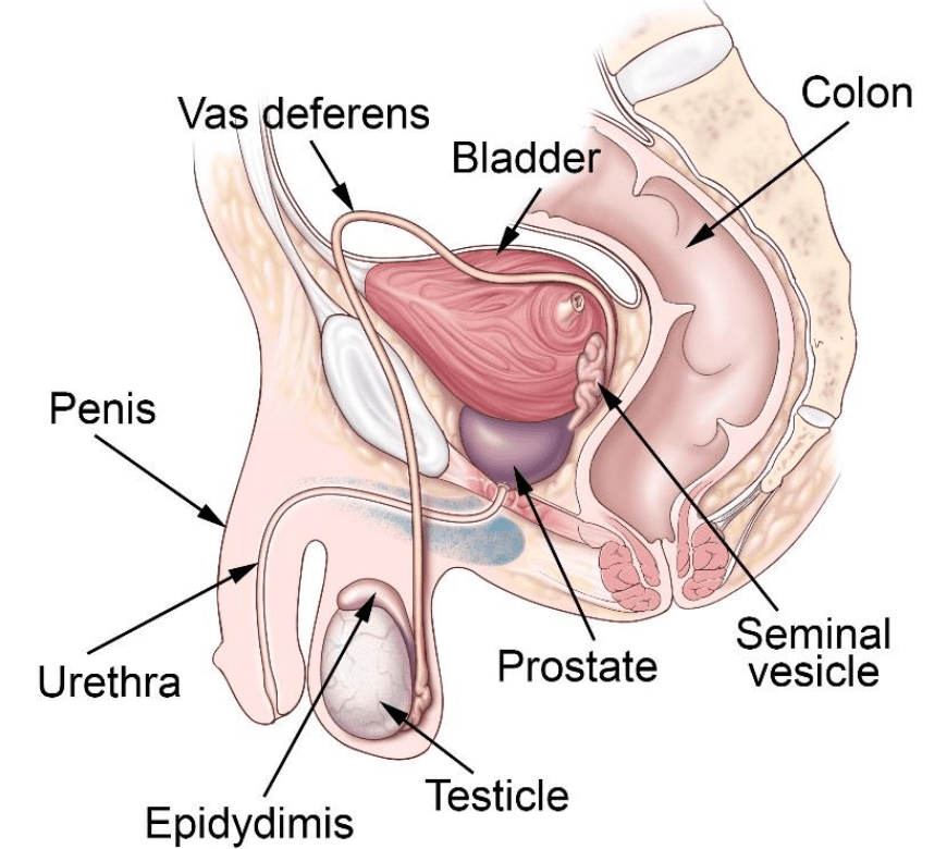 Male Reproductive System Notes | Study Biology Class 12 - NEET