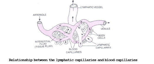 Lymphatic System NEET Notes | EduRev