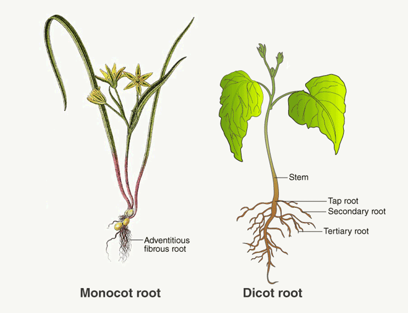 Important Notes for NEET: Morphology in Flowering Plants NEET Notes ...