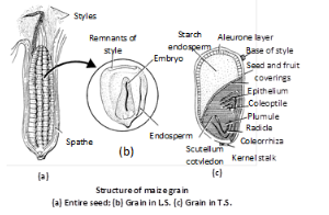 Seed morphology NEET Notes | EduRev