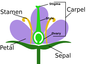 Introduction of Sexual Reproduction in Flowering Plants NEET Notes | EduRev