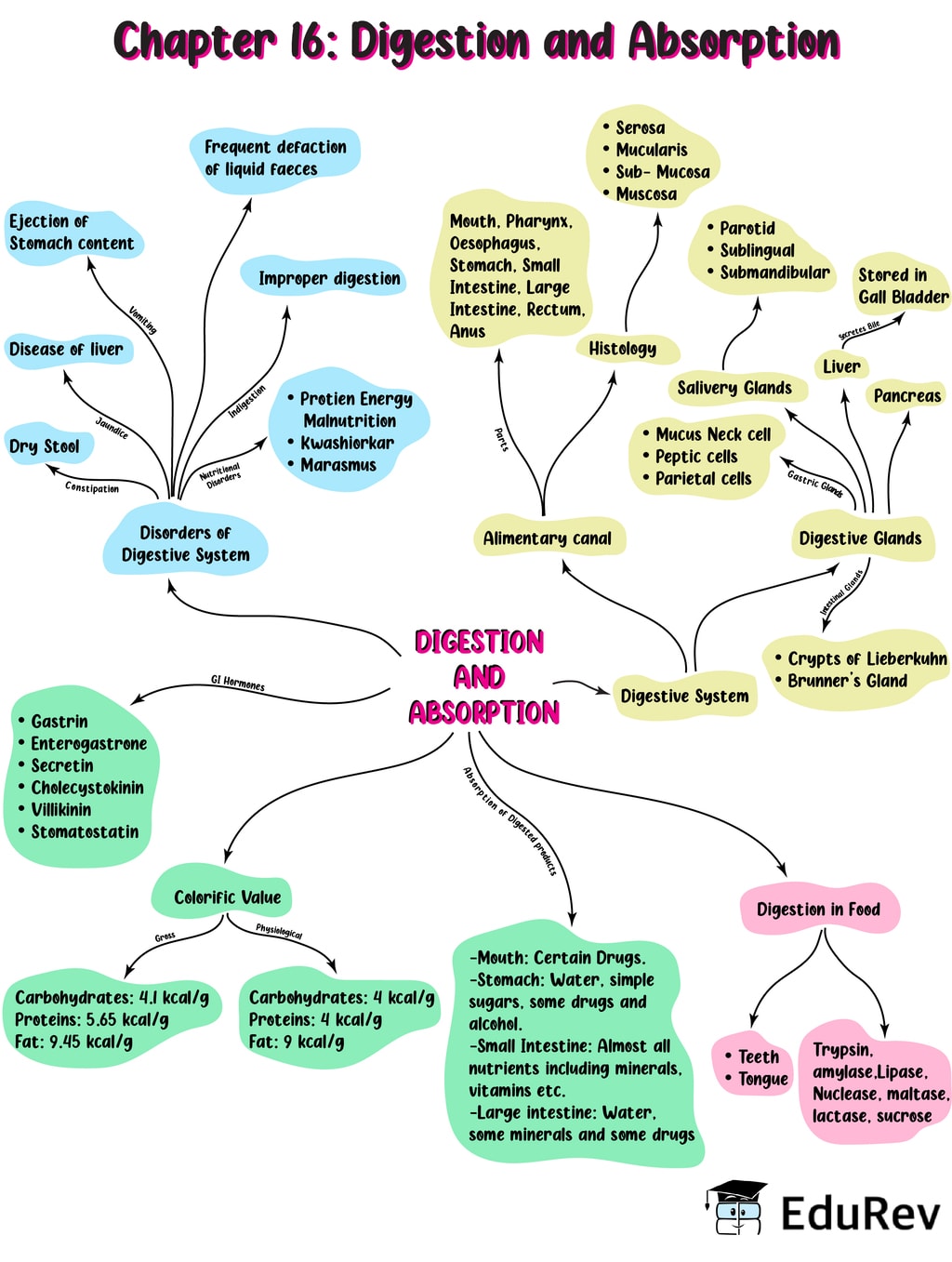 digestion-absorption-lecture-4-xi-neet-biology-shejal-ma-am-rezfoods