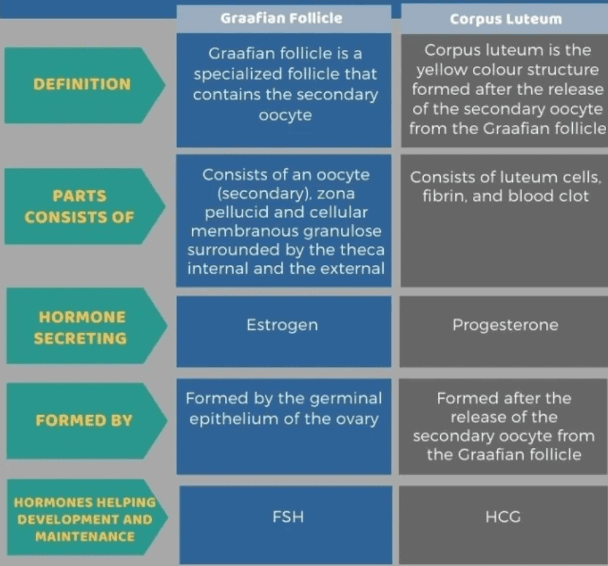 Female Reproductive System Notes | Study Biology Class 12 - NEET