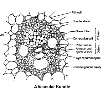 Monocot and Dicot Stem Anatomy NEET Notes | EduRev