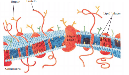 Microbodies NEET Notes | EduRev