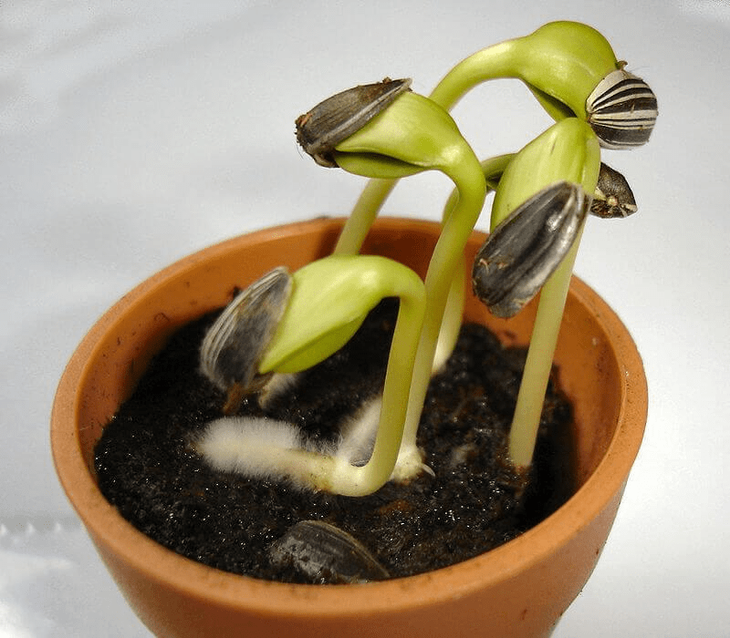 Fertilisation in Flowering Plants and Double Fertilisation Notes | EduRev