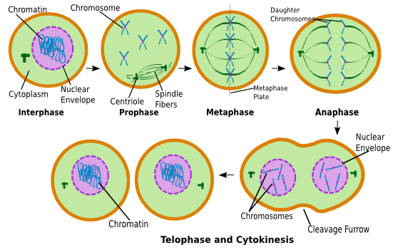 Mitosis: Stages NEET Notes | EduRev