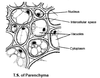 Doc: Permanent Tissues - Types Parenchyma NEET Notes | EduRev