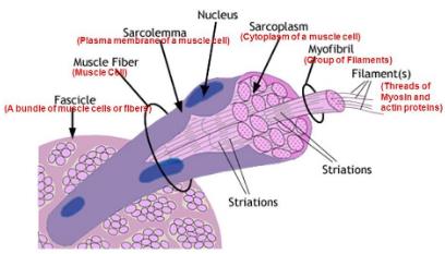 Types of Muscles and Muscle Fibre NEET Notes | EduRev