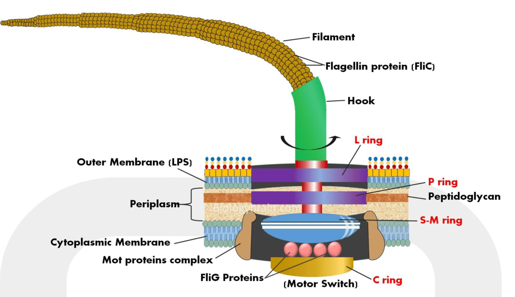 Prokaryotic Cells Cell Envelope & Components of Bacterial Cell Notes