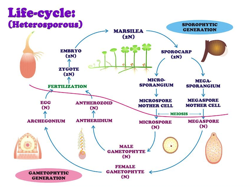 Pteridophyta NEET Notes | EduRev