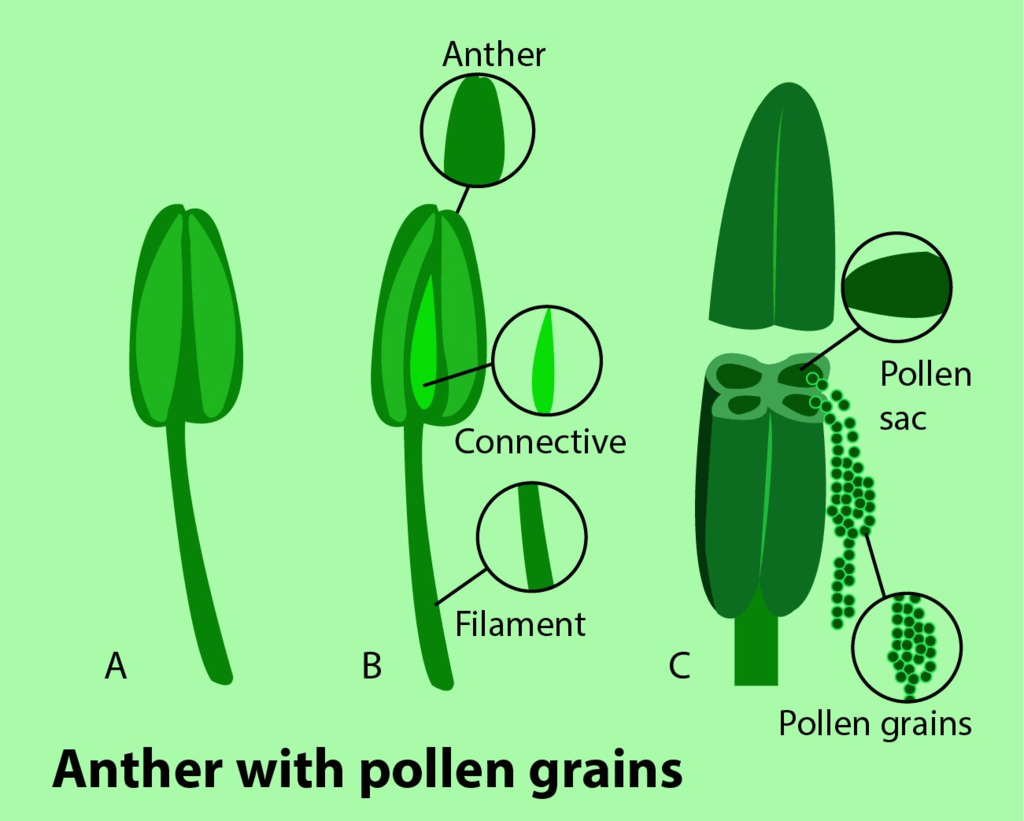 Introduction of Sexual Reproduction in Flowering Plants NEET Notes | EduRev