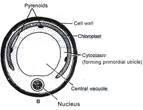 Doc: Ulothrix (Pond wool) NEET Notes | EduRev