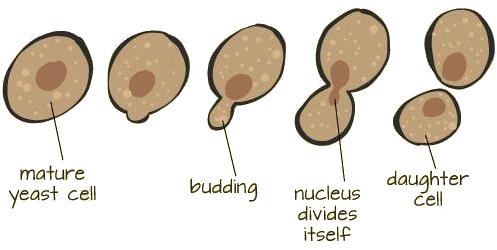 Kingdom Fungi NEET Notes | EduRev