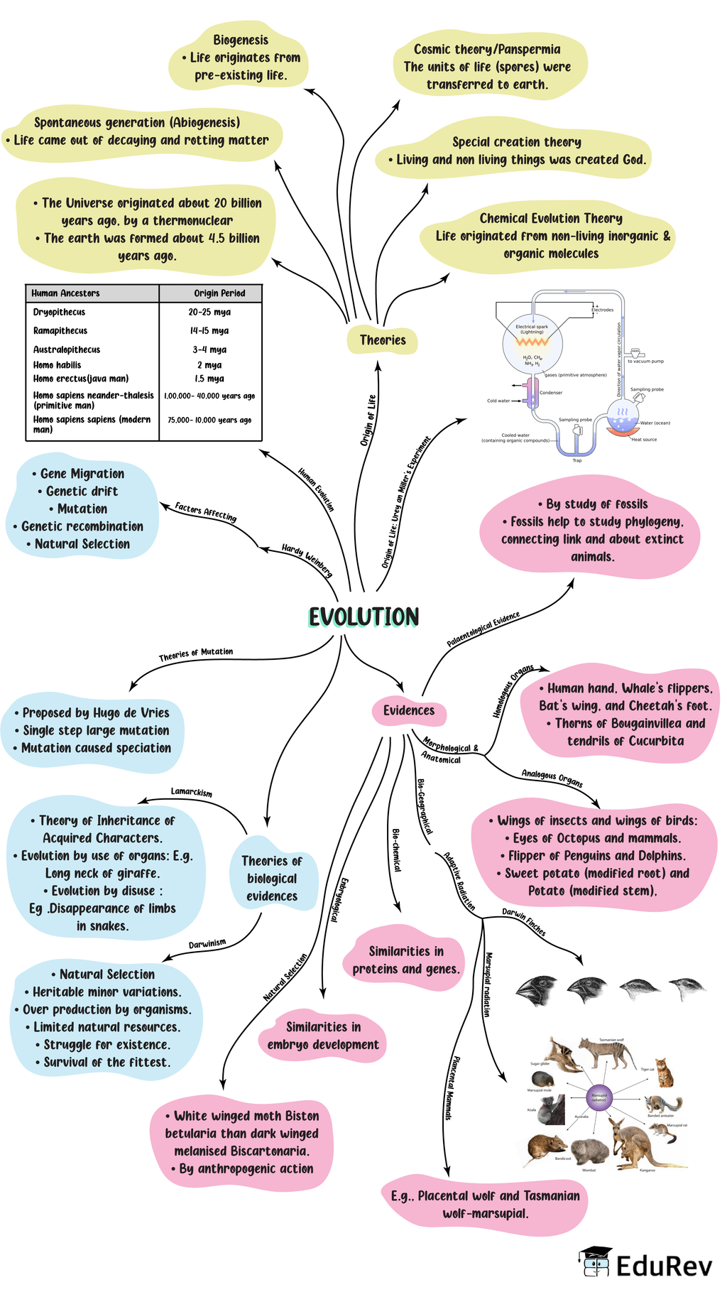 Mind Map Evolution Notes EduRev