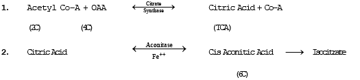 Scie206 biology unit 2ip photosynthesis respiration 02 picture