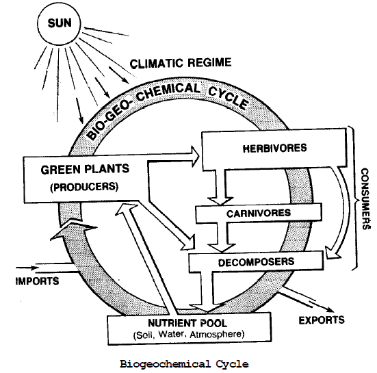 Types Of Biogeochemical Cycle