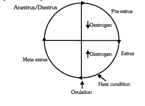 Estrus Cycle Notes | Study Biology Class 12 - NEET