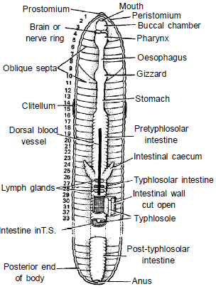 Doc: Earthworm - Digestive System NEET Notes | EduRev